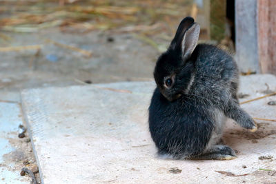 Close-up of black rabbit