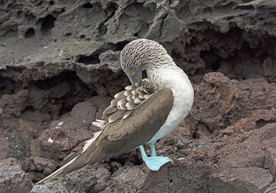 Blue-footed boobie preening on the rocks of batolome island in the galapagos
