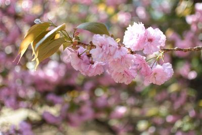 Close-up of pink cherry blossoms