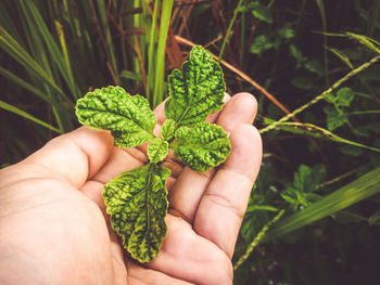 Close-up of hand holding small plant