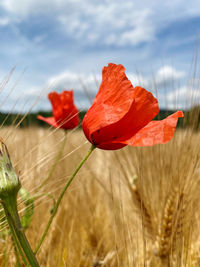 Close-up of red poppy flower on field