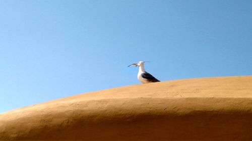 Low angle view of bird perching against clear sky