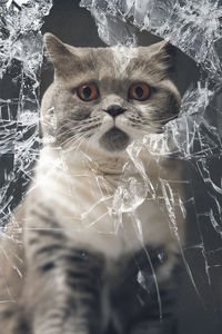 Portrait of cat by broken glass