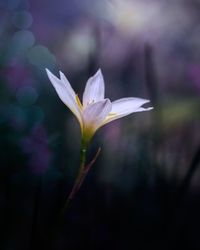 Close-up of crocus flower