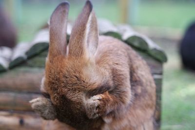 Close-up of rabbit