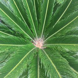 Full frame shot of palm leaf