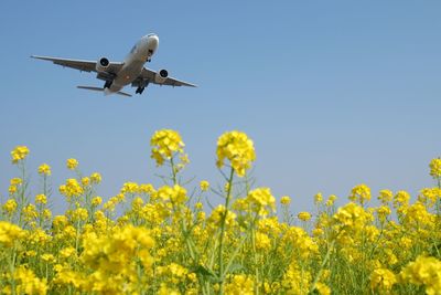 Low angle view of yellow flowering plant against sky