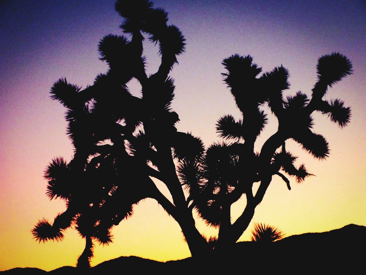 Yucca valley, California