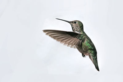 Female flying anna's hummingbird