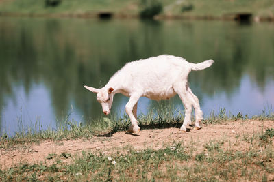 Close-up portrait of white adult goat grassing on green summer meadow field at village countryside