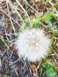 Close-up of dandelion on field