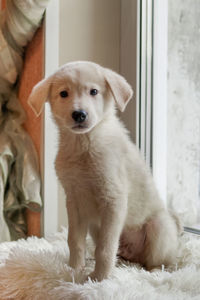 Cute little white puppy is sitting on a white plaid near a window.
