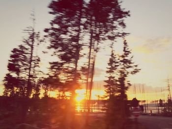 Trees against sky during sunset