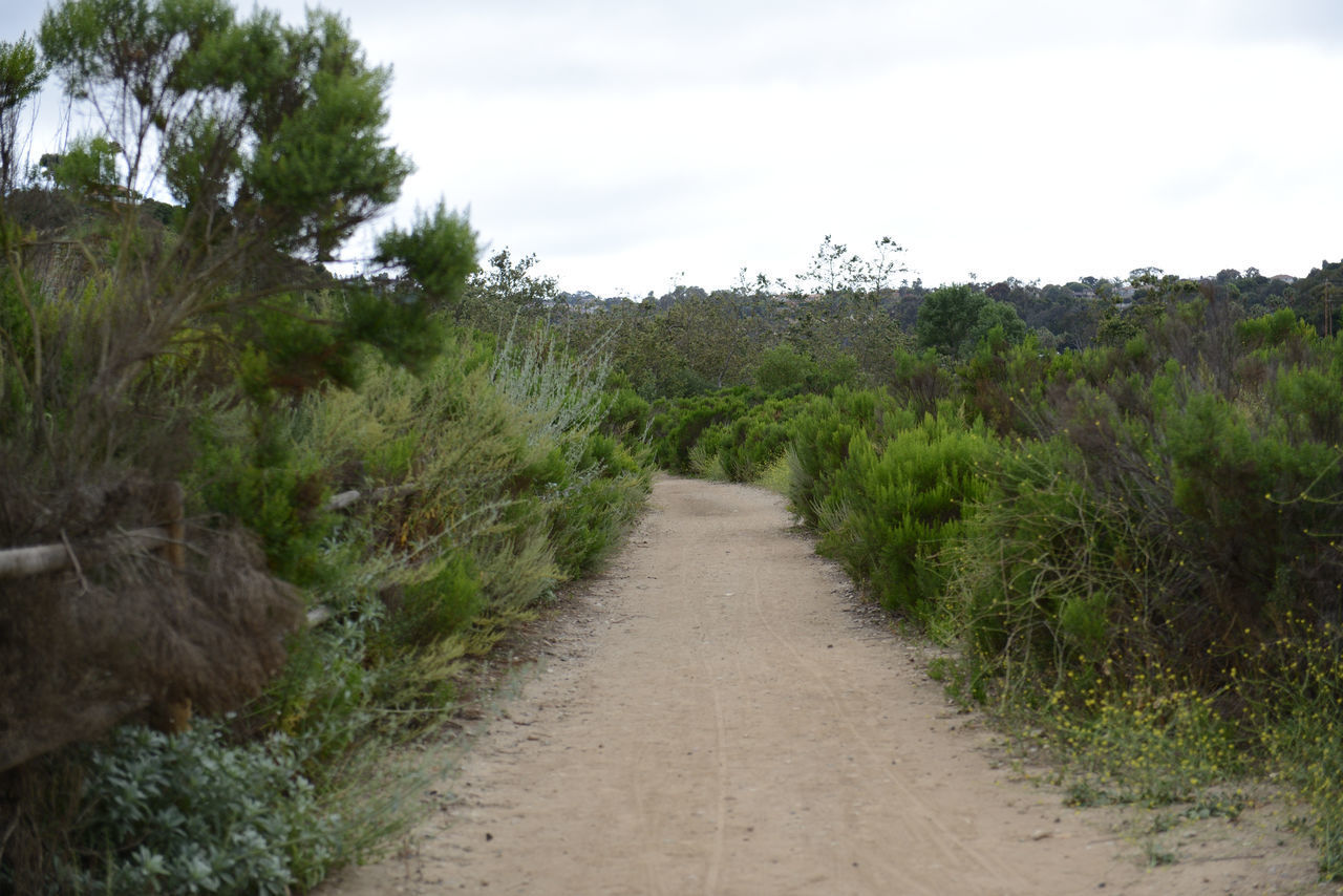 DIRT ROAD AMIDST TREES AND PLANTS AGAINST SKY