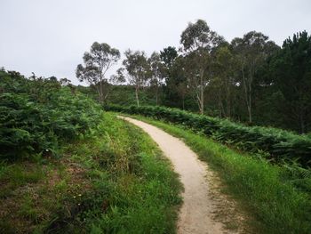 Scenic view of trees growing in forest against sky