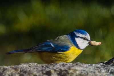 Close-up of bird perching on rock