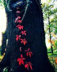 Close-up of tree trunk