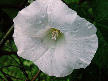 Close-up of wet white flower blooming outdoors