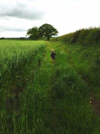 Rear view of carefree boy running on grass at farm