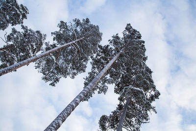 Low angle view of tree against sky during winter