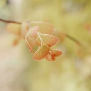 Close-up of flower against blurred background