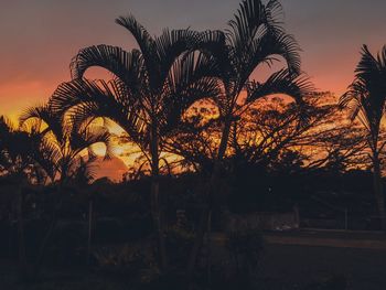 Silhouette palm trees on field against sky at sunset