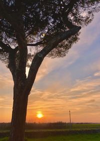 Trees on field against sky during sunset