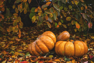 Close-up of pumpkins on autumn leaves