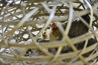 View of birds in nest