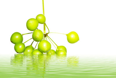 Close-up of grapes in water