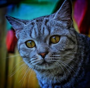 Close-up portrait of a cat