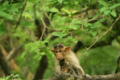 Monkey sitting on tree