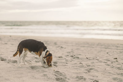 Dog on beach against sky