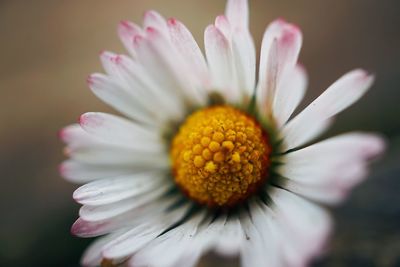 Close-up of white flower