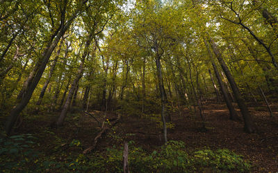 Low angle view of trees in forest