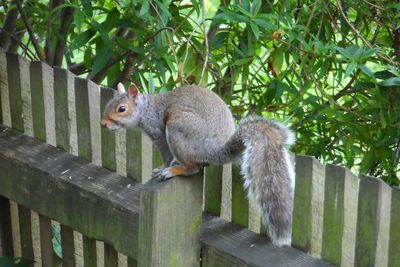 Squirrel on wooden fence