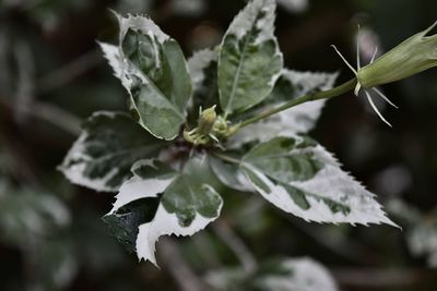 Close-up of green leaves