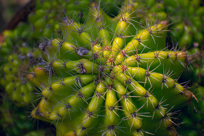 Echinopsis oxygona is a species of flowering plant in the cactus family cactaceae, 