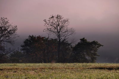 Trees on field