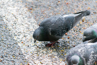 High angle view of pigeon on ground