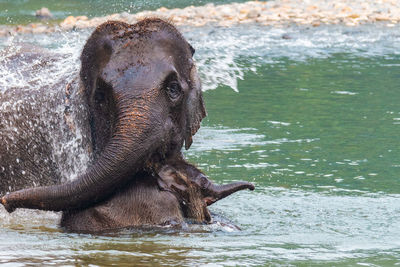 Close-up of elephant in water