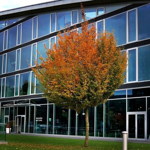 Trees by modern building during autumn