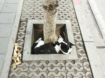 Cat lying on floor