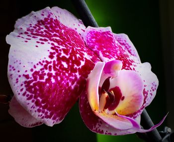 Close-up of pink flower over black background