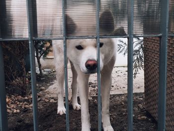 Close-up portrait of dog seen through gate