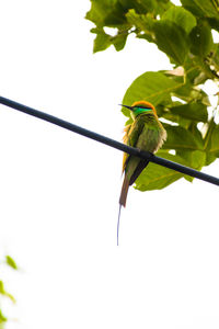 Low angle view of bird perching on tree against sky