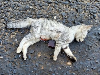 High angle view of cat lying on street