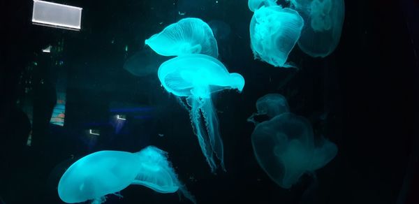 Jellyfish swimming in sea