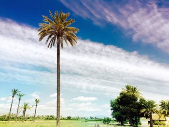Low angle view of palm trees against cloudy sky