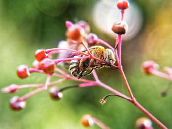 Close-up of insect on flower